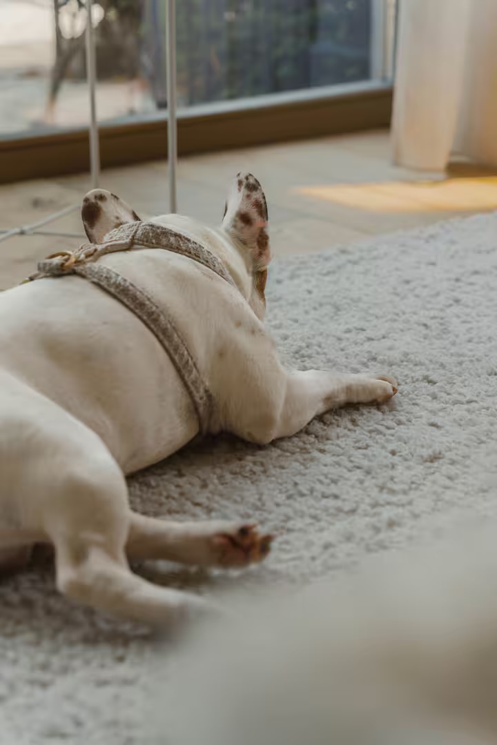 Hond ontspant op het tapijt in de loft